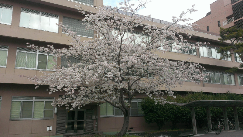 桜の木