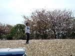 2009hanami06.jpg