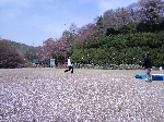 2009hanami10.jpg