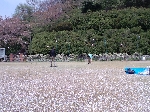 2009hanami13.jpg