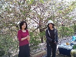 2009hanami25.jpg