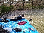 2009hanami26.jpg