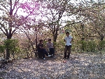2009hanami54.jpg