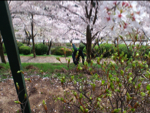 2010hanami15.jpg