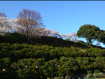 2010hanami30.jpg