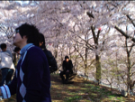 2010hanami31.jpg